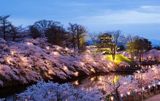 Takada Cherry Blossom Festival