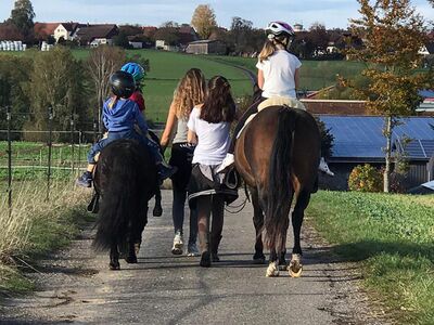 Pony