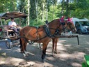 Pferd und wagen