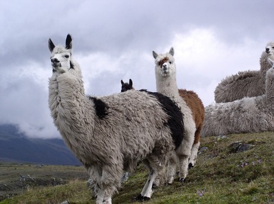 Lama