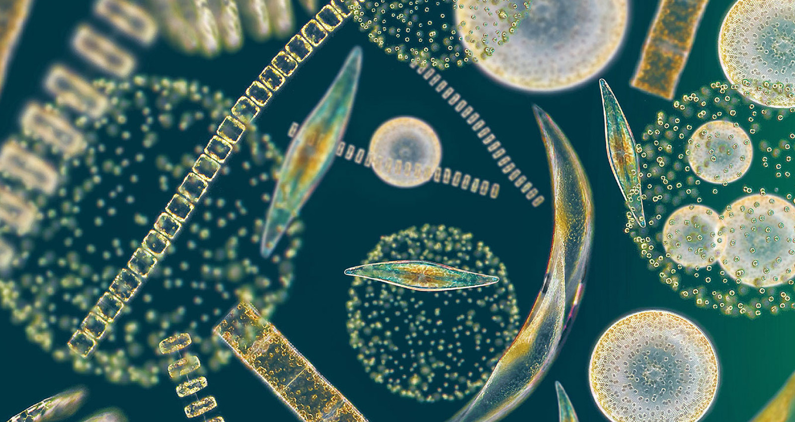 diatom algae