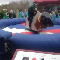 Rodeo Bull