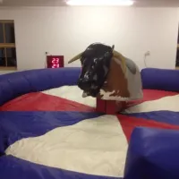 Rodeo Bull