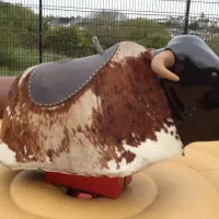 Rodeo Bull