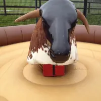 Rodeo Bull