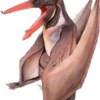 Pteranodon