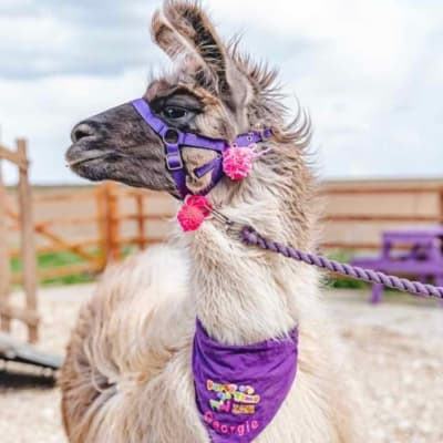 Llama And Alpaca Walks