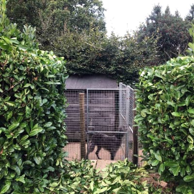 Wild Meadow Boarding Kennels