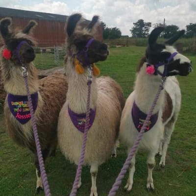 Llama And Alpaca Walks