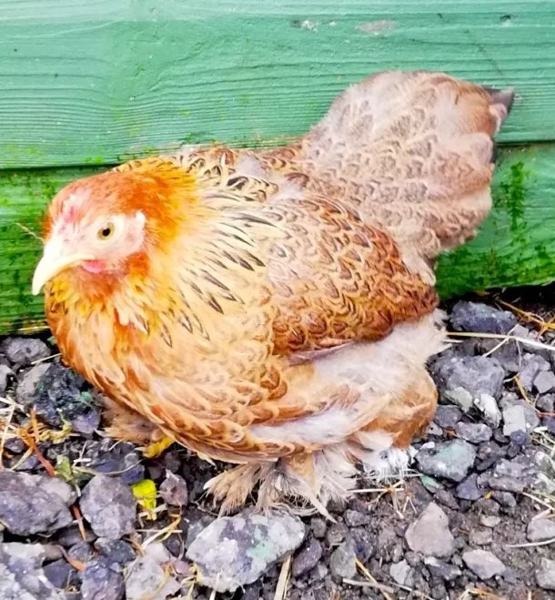 Gold Partridge Pekin