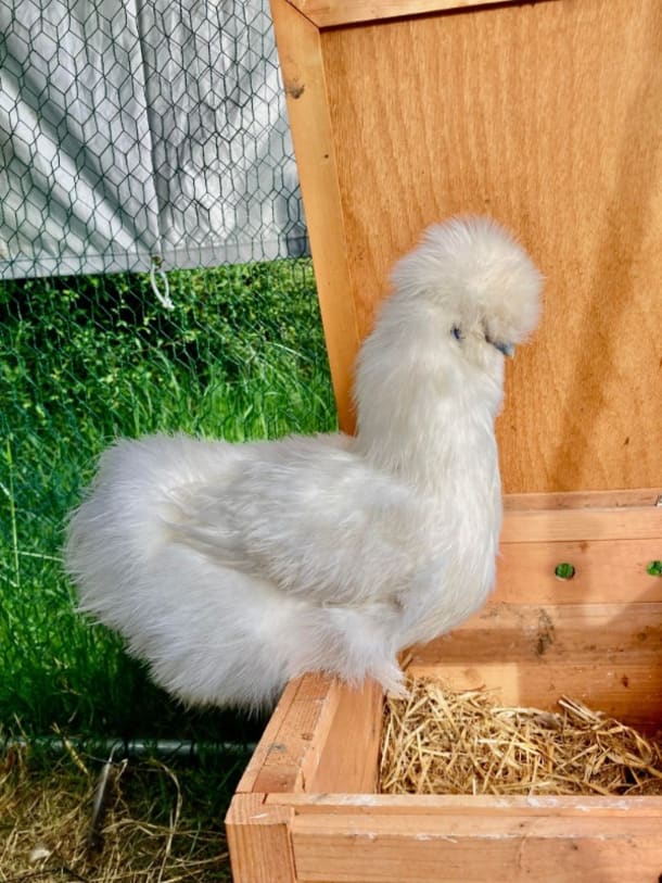 Pure White Silkie