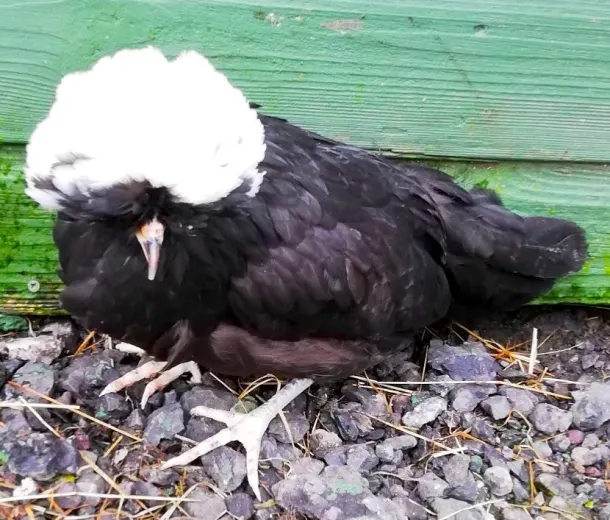 White-crested Polish