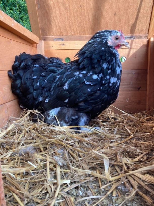 Mottled Black And White Bantam