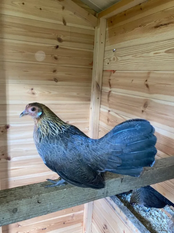 Dutch Bantam