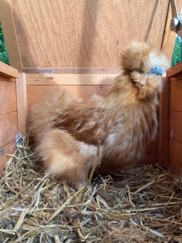 Pure Amber Silkie