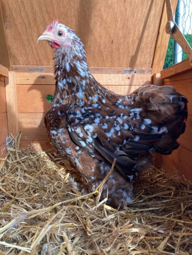 Tri-colour Pekin Bantam
