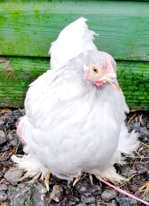 Lavender Pekin