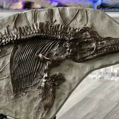 Dinomania Dinosaur Trail Package