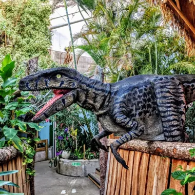 Nancy The Raptor