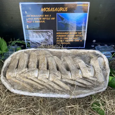 Dinomania Dinosaur Trail Package