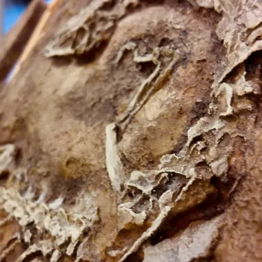 Fossil Workshop