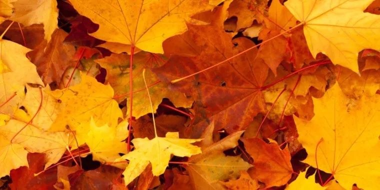 Autumn And Winter Event Hire Across The West Midlands