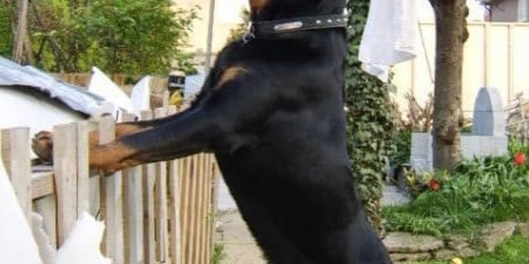 Our First Blog Post For Our Cheltenham Dog Training And Rehoming Centre
