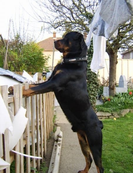 Our First Blog Post For Our Cheltenham Dog Training And Rehoming Centre