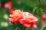 Frugal Portland Rose Frugal Portland Rose
