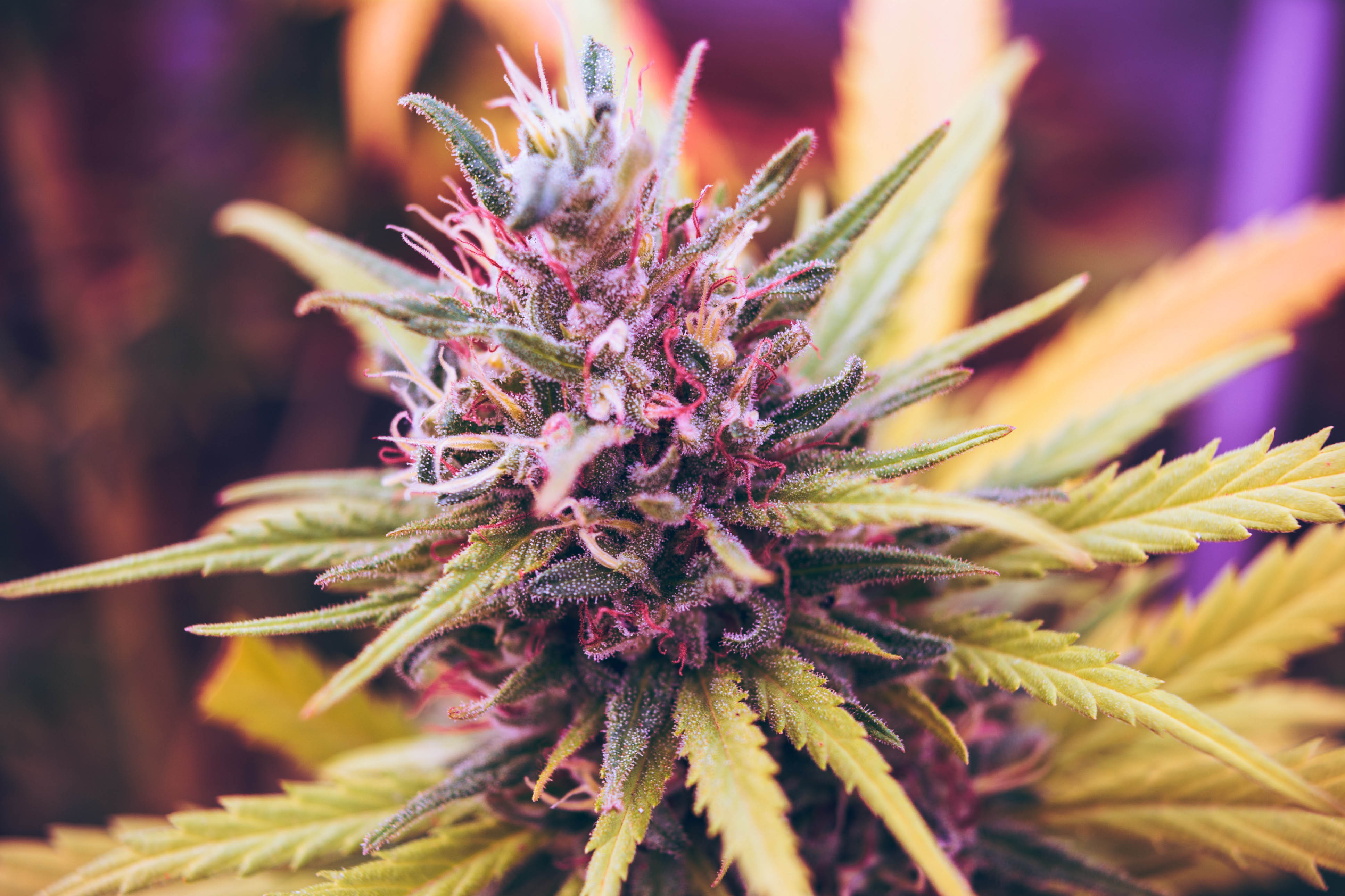 Cannabis. Courtesy: Esteban Lopez/Unsplash
