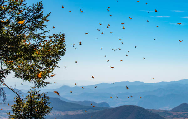 Monarch Butterfly Biosphere Reserve