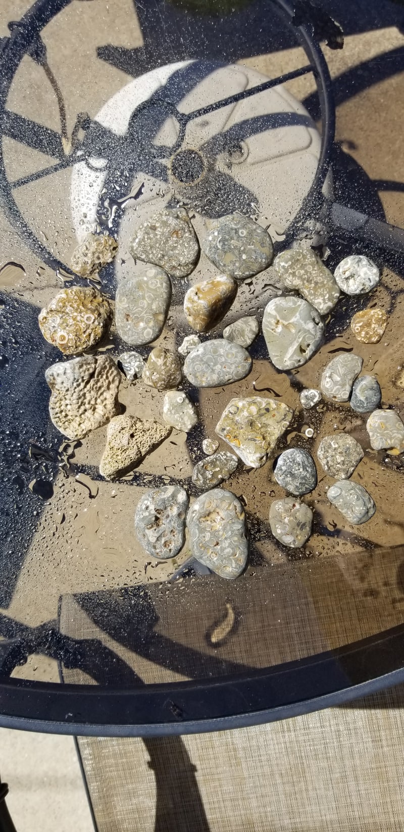 Fossils Lake Michigan Rock Tumbling Hobby