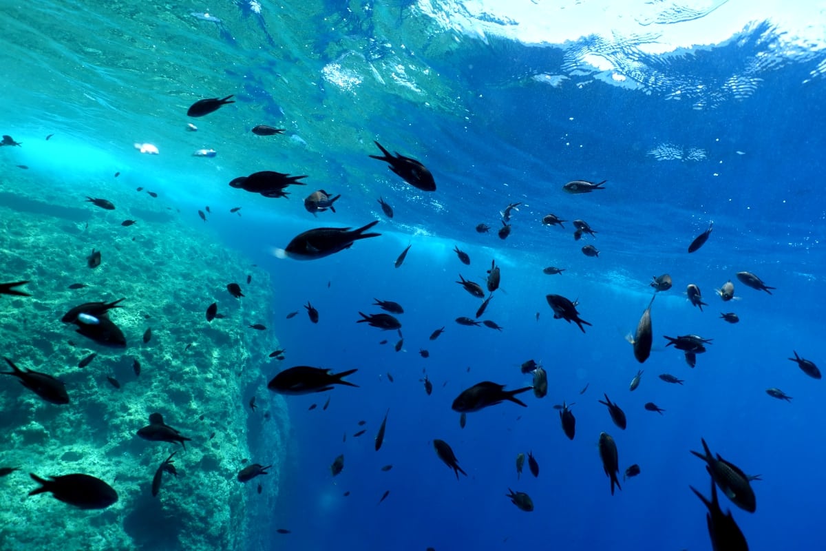 everywhere, damselfish   chromis chromis)!