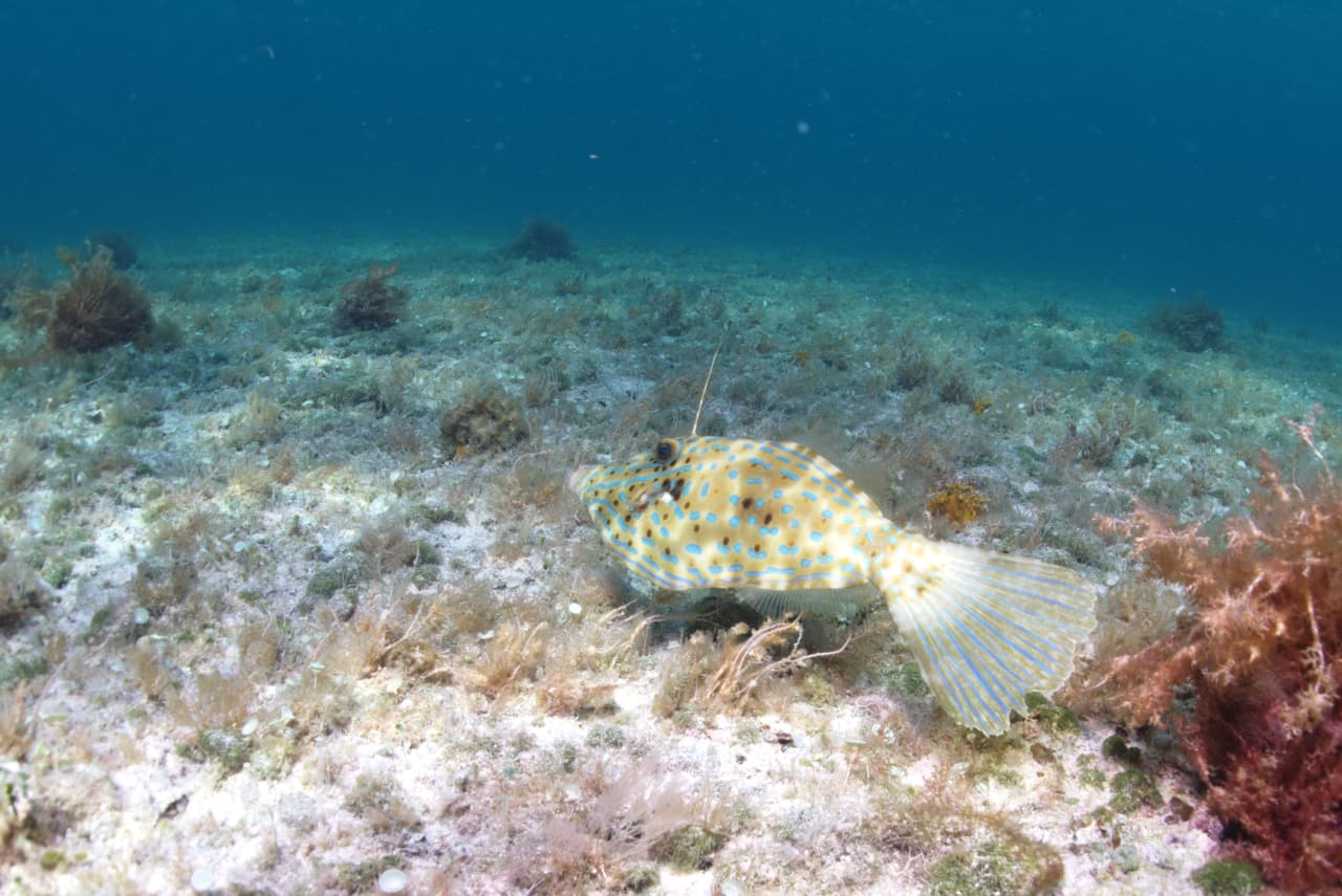 a scrawled filefish   aluterus scriptus).