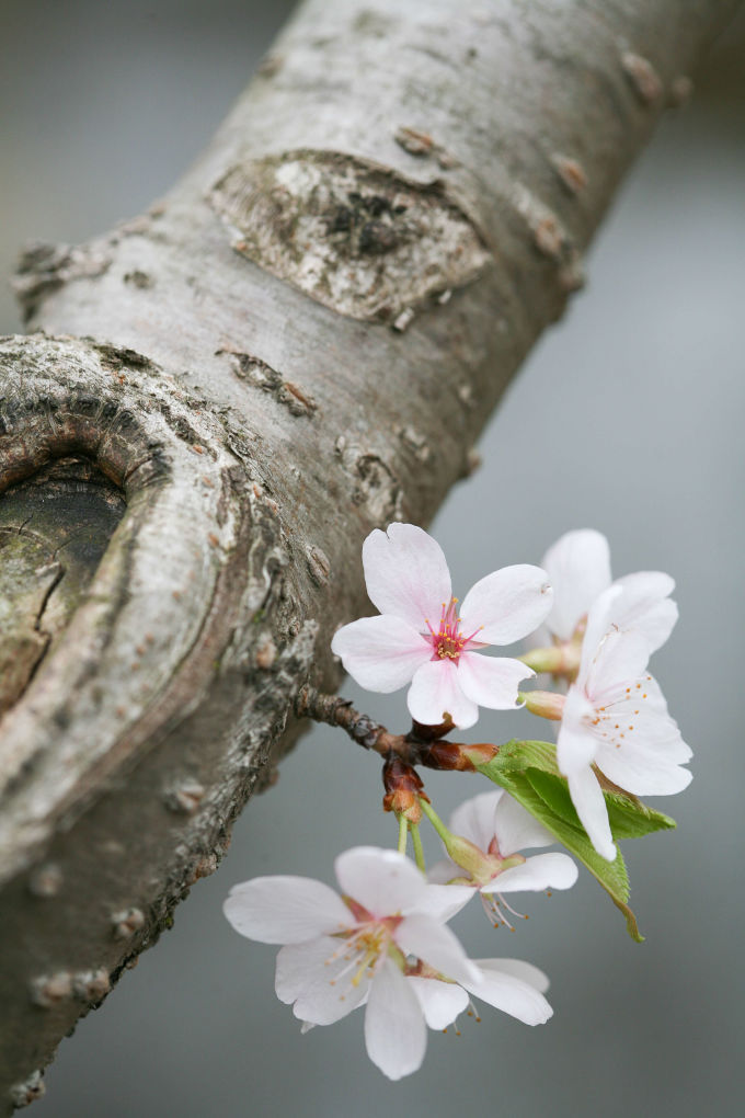 cherry blossom on branch