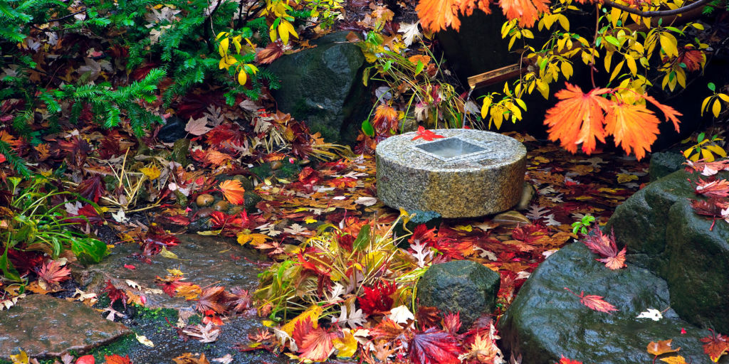 autumn leaves at Anderson Gardens