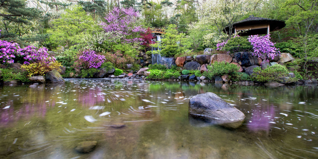 pond at Anderson Gardens