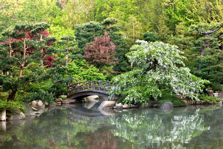pond with bridge at Anderson Gardens