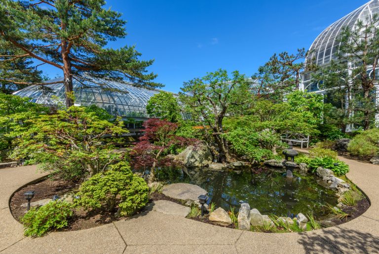 pond at Japanese Courtyard Garden at Phipps Conservatory