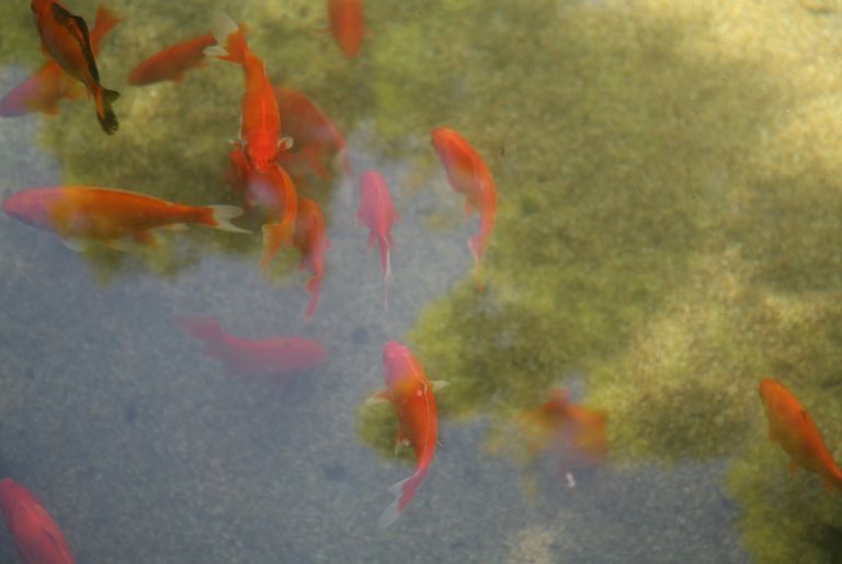 goldfish pond at Samaritan Lebanon Community Hospital