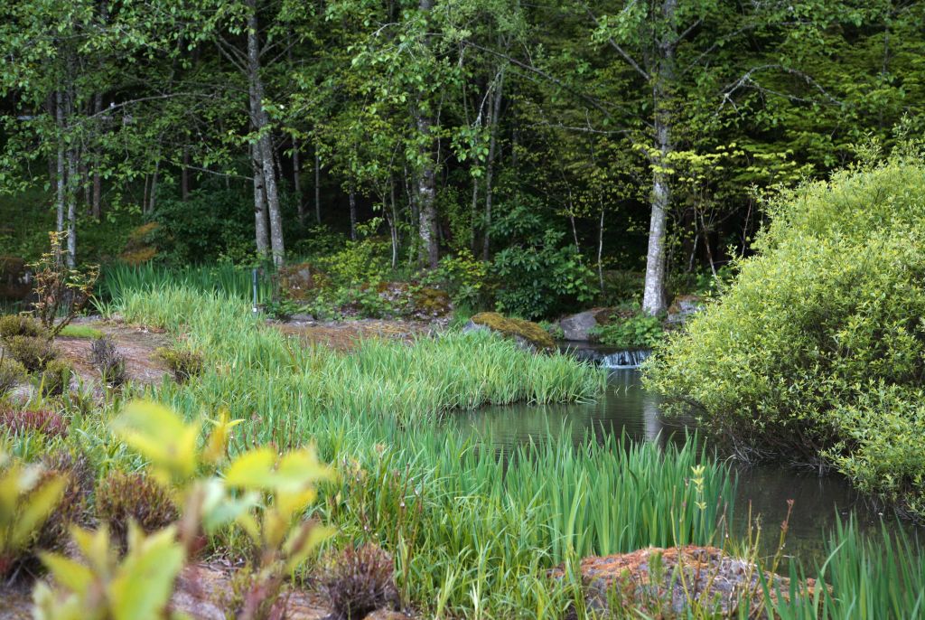 stream with trees and reeds at The Quintet