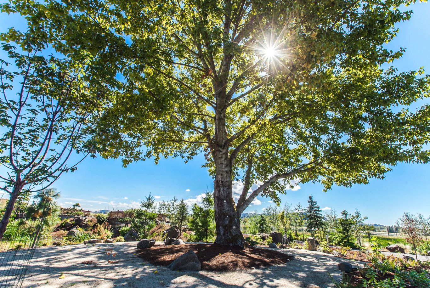 tree with sun shining behind it in Fernhill Wetlands