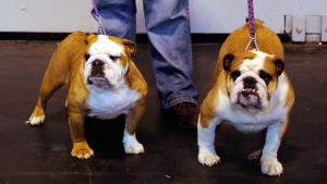 Bulldogeja Britannian Crufts-näyttelyssä. Kuvan koiria ei ole valittu niiden terveydentilan perusteella. bulldogeja