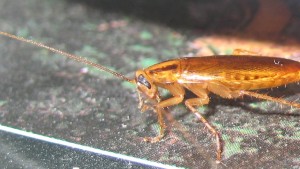 Kackerlackan trivs i sommarvärmen Tysk kackerlacka (Blattella germanica).