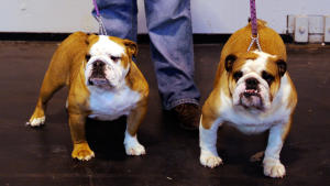 Bulldogeja Britannian Crufts-näyttelyssä. Kuvan koiria ei ole valittu niiden terveydentilan perusteella. bulldogeja