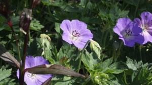 Trädgårdsnäva Rozanne är en ordlingsvärd blomma. trädgårdsnäva rozanne