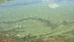 Vattenytan är grön av alger i Åbolands skärgård på Högsåra (Kimitoön).