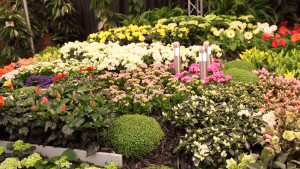Tusentals blommor har odlats för mässan Trädgårdens vår 2010
