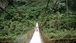 Många företag lovar plantera ett träd i till exempel den här regnskogen i Ecuador om du köper just deras produkt. Bild: YLE/Jussi Mankkinen