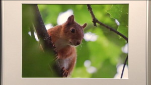 Aapo Pärssinens bild "Ekorre"
